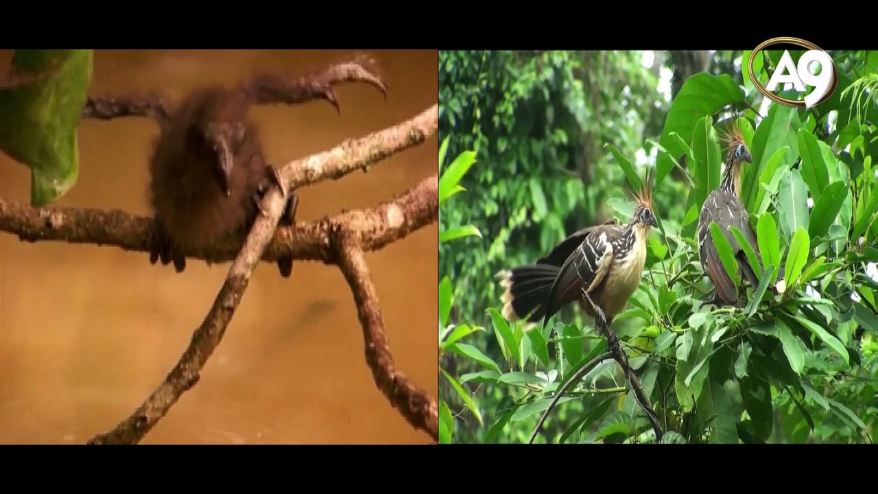 Die Lügen der Evolutionstheorie - 1