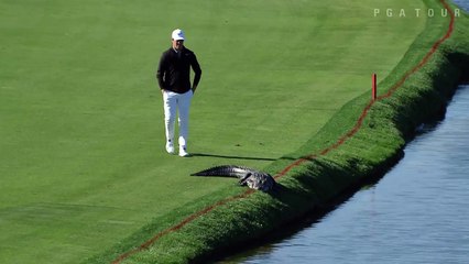 Le golfeur Cody Gribble touche la queue d'un alligator (Arnold Palmer Invitational)