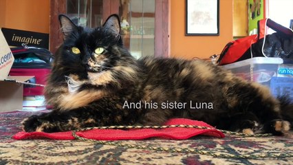 A failed experiment in cat shaving