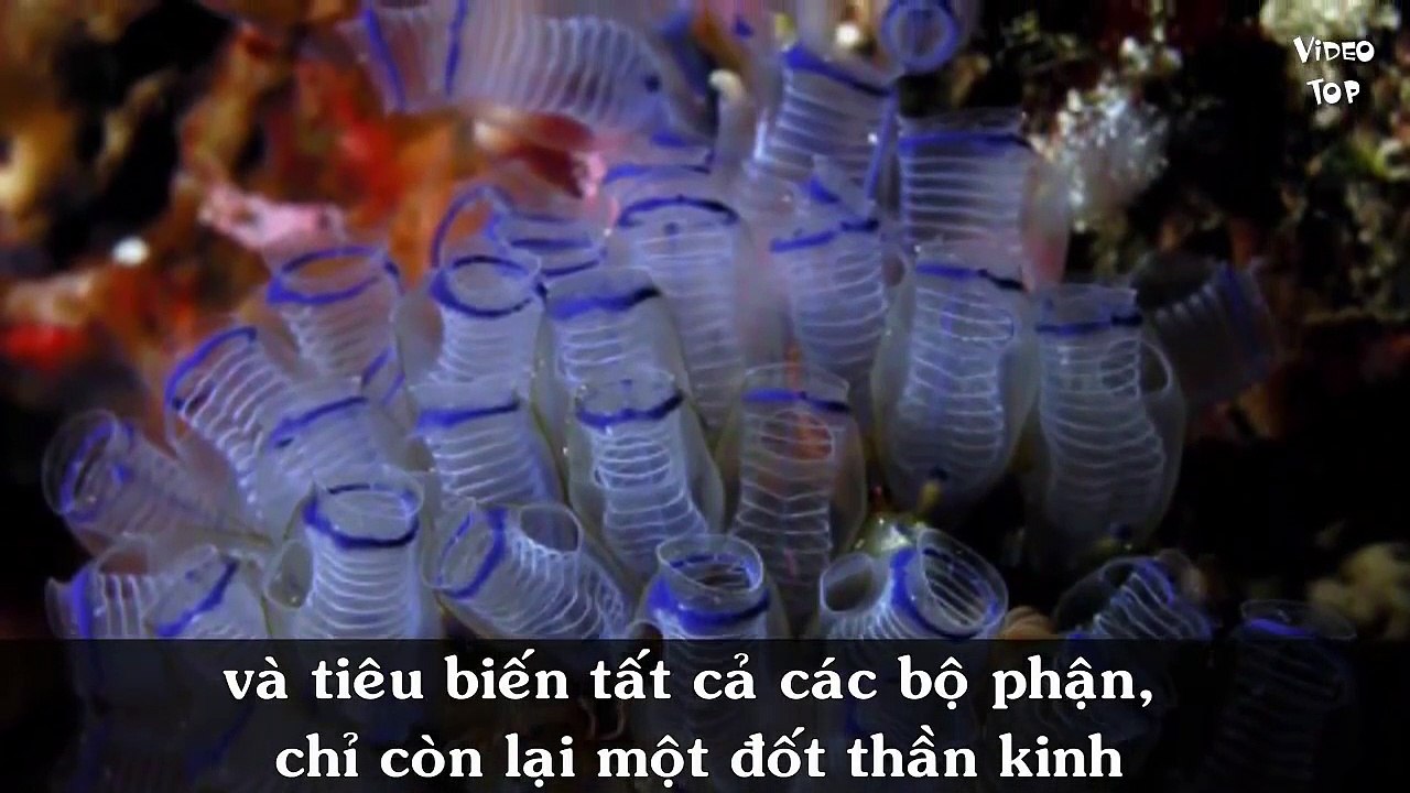 Top 3 Animal Difficulties Understand Self-Eating Meat Body Yourself