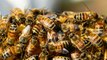 Honey Bee | National Geographic Wild Documentary | BBC Documentary