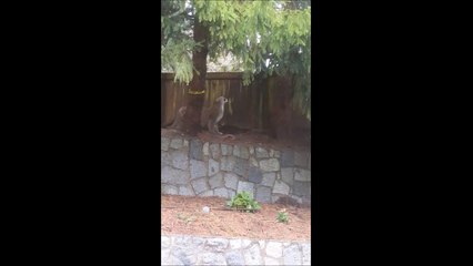 Les cougars aussi peuvent se crouter lamentablement.. La honte