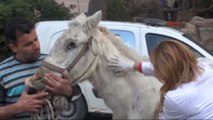 Kuyruğunu Kesip, Kırbaçla Kör Ettikleri Atı Sokağa Attılar
