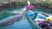 'Friendly' manatees examine transparent canoe