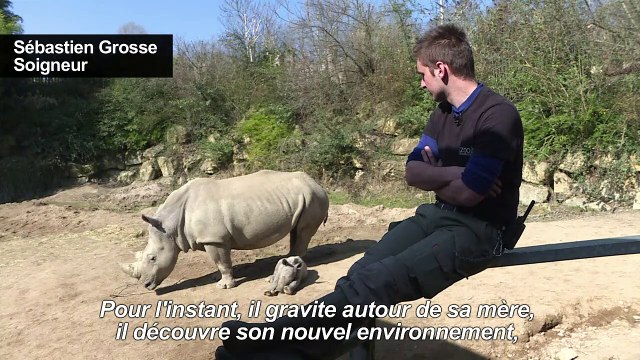 Naissance d'un petit rhinocéros blanc au zoo d'Amnéville