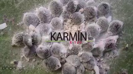 Afiyetle Yediğimiz Böcek (Karmin - E 120)