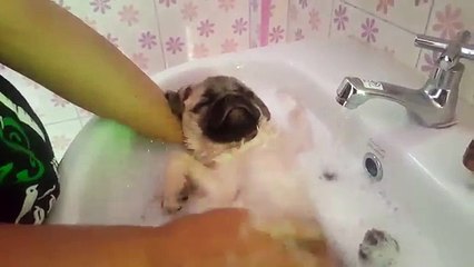 Le kiff du bain pour ce carlin