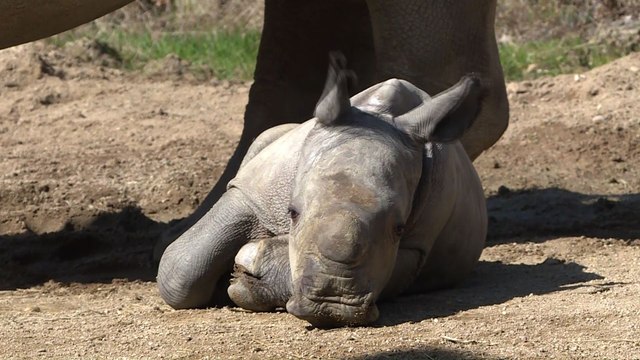 Naissance d'un petit rhinocéros blanc au zoo d'Amnéville