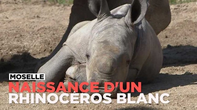Naissance d'un rhinocéros blanc au zoo d'Amnéville
