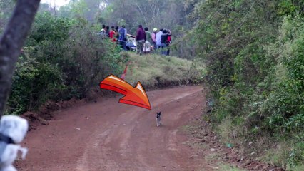 Dünyanın en şanslı köpeği! Nefes kesen anlar...