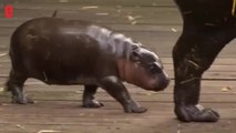 Un bébé hippopotame nain apprend à nager au zoo de Sydney
