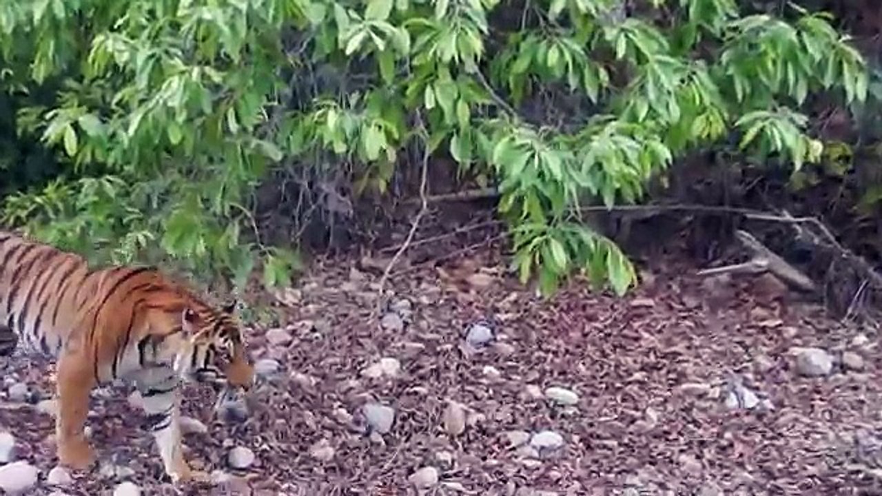 wildlife videos || tiger videos || corbett national park || animals videos