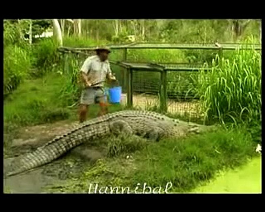 Riding aligator