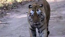 wildlife videos || tiger videos ||jim corbett national park || animal videos
