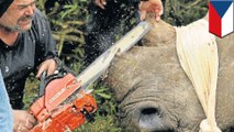 Rhino dehorning: Czech zoo cuts off rhino horns after poachers attack French zoo