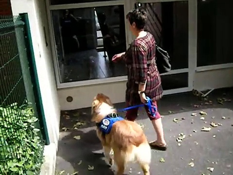 Pyrénées : des chiens formés pour assister des...
