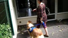 Pyrénées : des chiens formés pour assister des personnes souffrant de surdité !