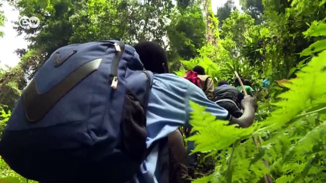 Africa's tallest tree under threat | Eco-at-Africa