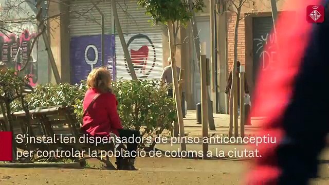 Barcelone : des graines contraceptives distribuées dans la ville pour lutter contre l'invasion des pigeons !