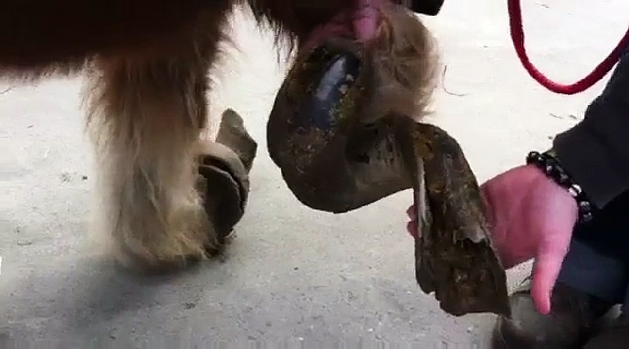 Antoing: un poney et un cheval saisis