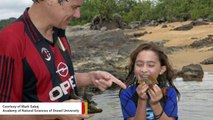 Eyeless Amazon River Catfish Finally Gets A Name