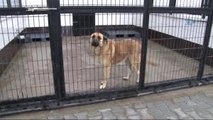 Bakan Eroğlu, Sokak Hayvanları Rehabilitasyon Merkezi'ni Açtı