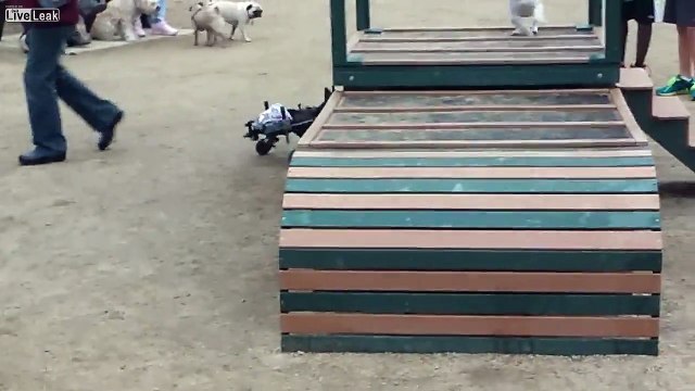 Ce petit chien paralysé des pattes court encore plus vite que ses congénères grâce à son fauteuil roulant