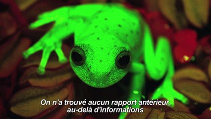 Argentine: première découverte d'une grenouille fluorescente