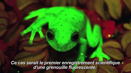 Argentine: première découverte d'une grenouille fluorescente