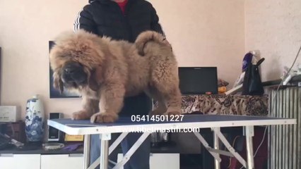 yavru-kızıl-tibet-mastif-ilanı