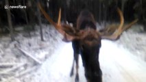 Close encounter with a curious moose