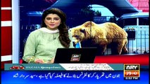 Rare bear becomes center of attention in Karachi Zoo