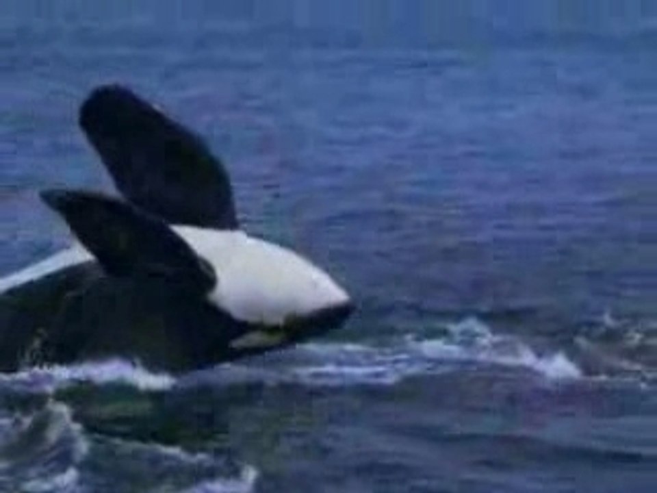 Orque video et musique