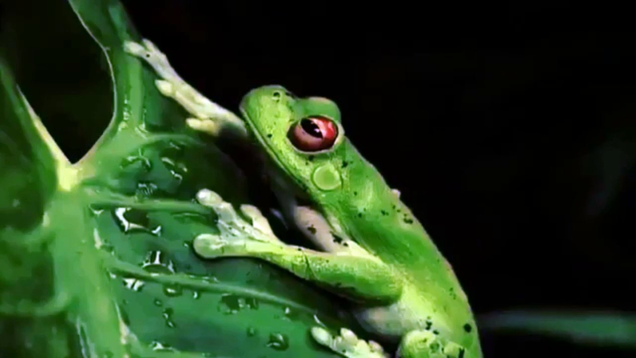 JUST GIRLY THINGS #2 - TrollwutTV (Reupload)