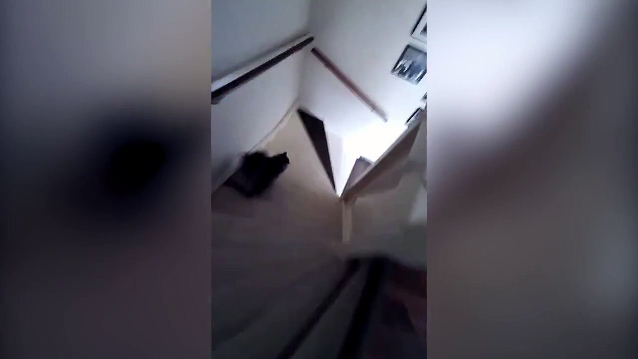 Un chat kleptomane