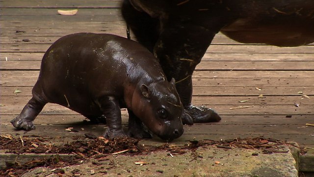Un bébé hippopotame nain apprend à nager dans un zoo australien