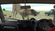 Quand un guépard s'incruste dans une voiture de touristes