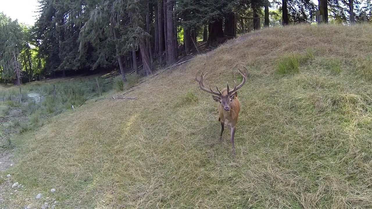 Red deer fascinated by hovering drone