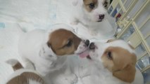 Precious Jack Russell puppies can't stop kissing each other