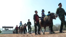 Thaïlande: des buffles comme thérapie pour des autistes