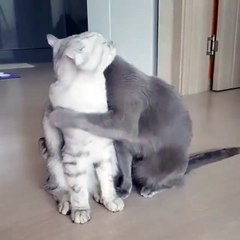 Romantic cats love (ok)