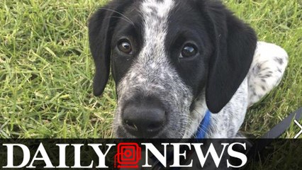 Bomb Sniffing Dog Shot Dead At New Zealand Airport