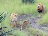 Des bébés lions imitent leur papa qui Rugi !