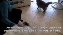 Dog and Cat (enemies) Anti-Bullying MESSAGE