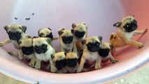 Des petits Chiots adorables