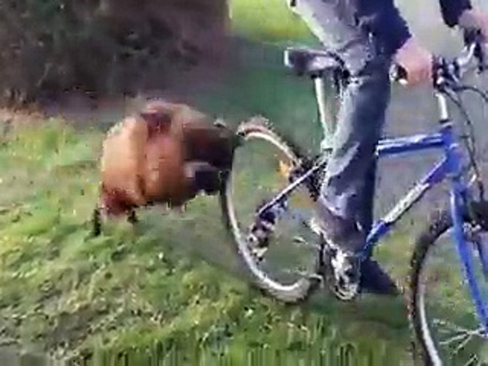 FUNNIEST Angry Aries attack on cycle