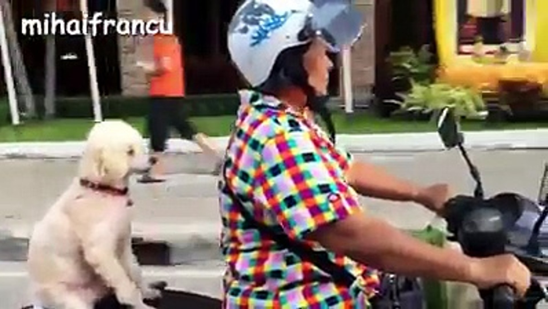 Dogs video (entertainment)