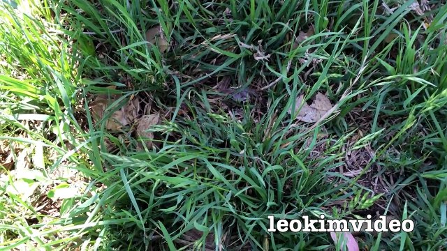 Spider Wasp Kills Giant Spider Aliens In Nature Scary Spider Control-n2A1YsFAXiI