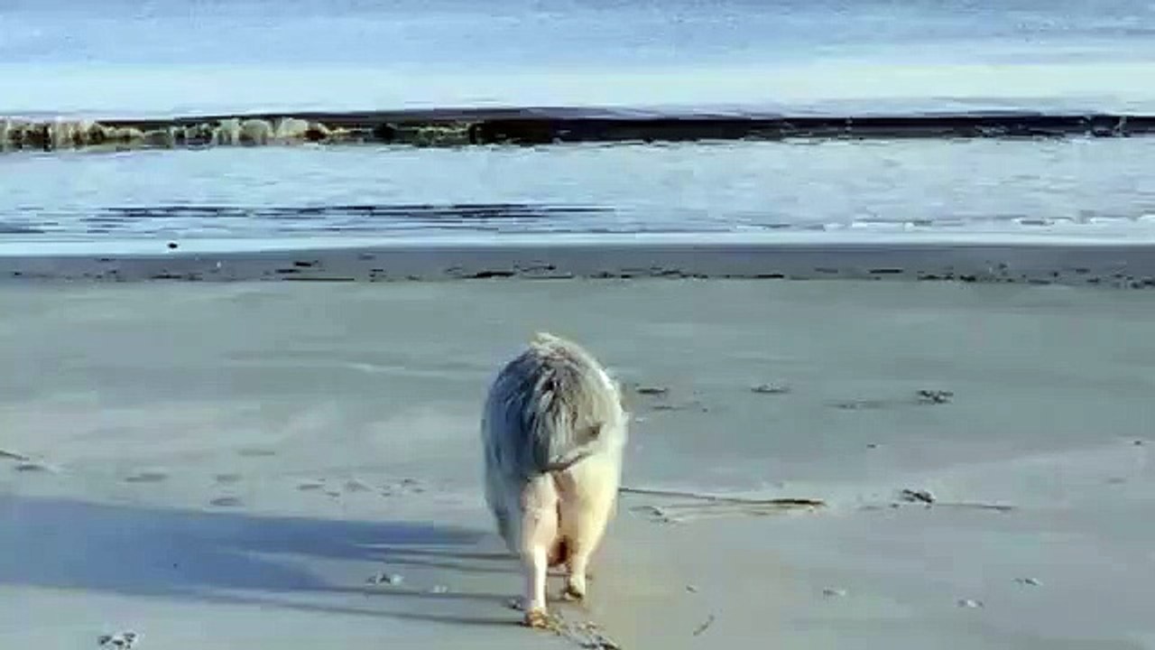 Ziggy, un cochon heureux. Tous ses congénères ont le droit d'être heureux. GO VEGAN... POUR EUX NOUS IRONS JUSQU'AU BOUT.