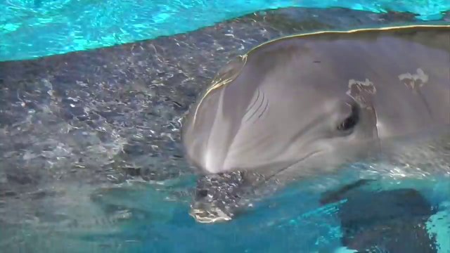 ANIMAL SOUNDS for kids - Pheasant Polar Bear Tiger Gorilla Bear Elephant Rooster Hen Wolf Elk Peacock Pelican